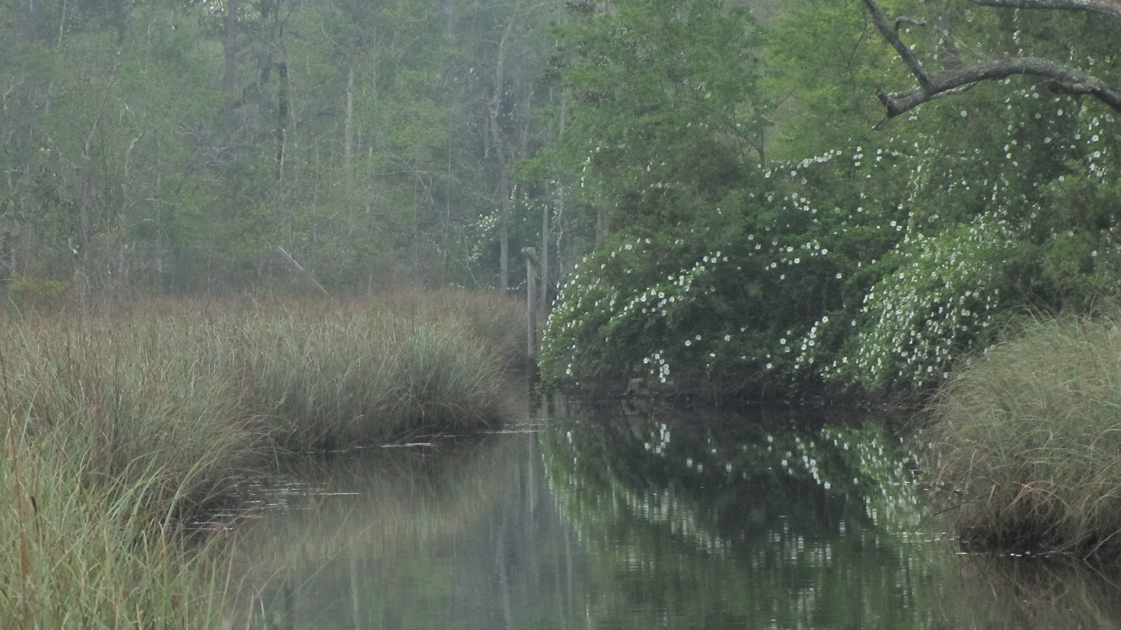 Mother Nature and her swamps