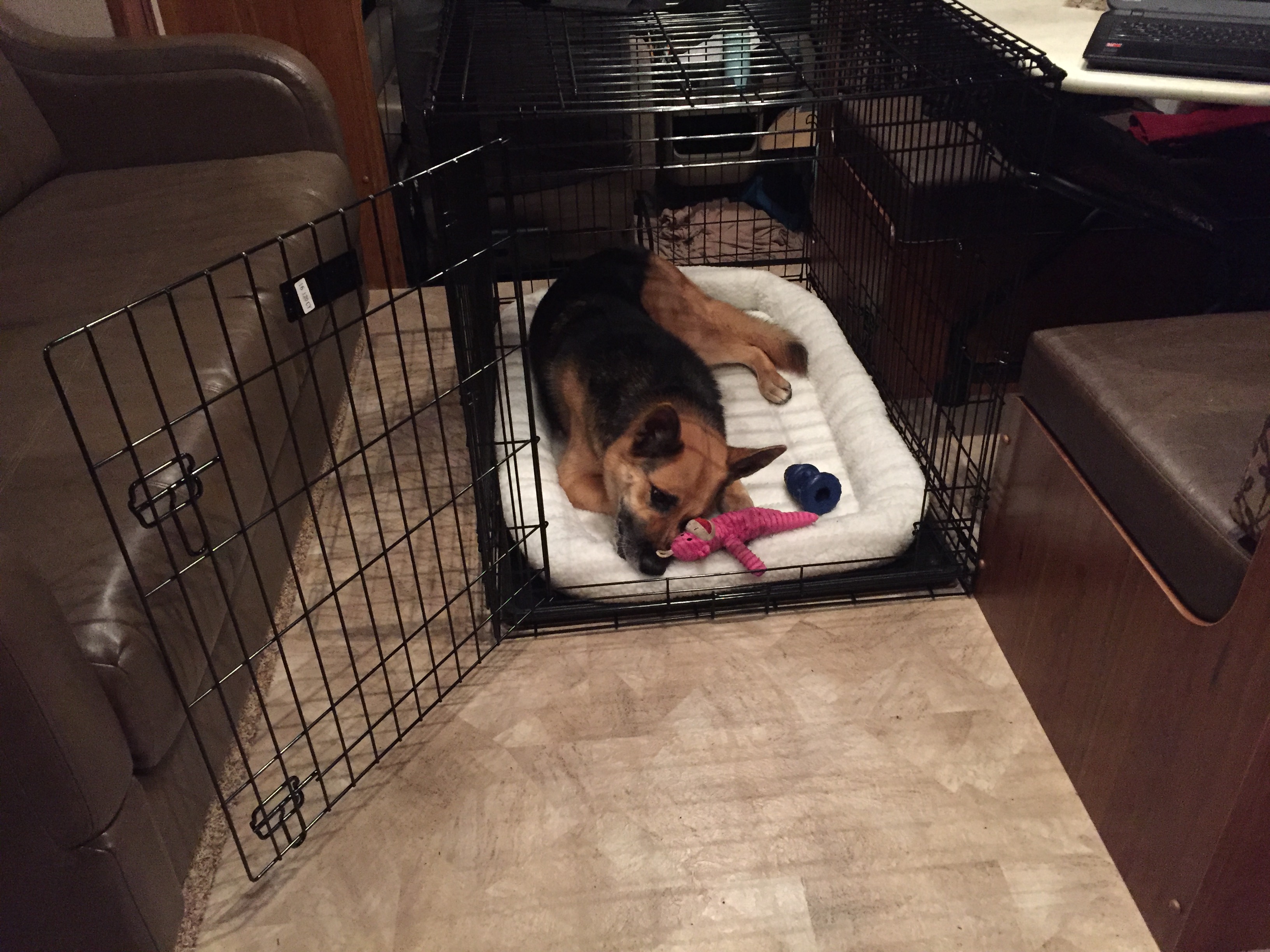 The crate just wasn't big enough for Misty to want the door closed